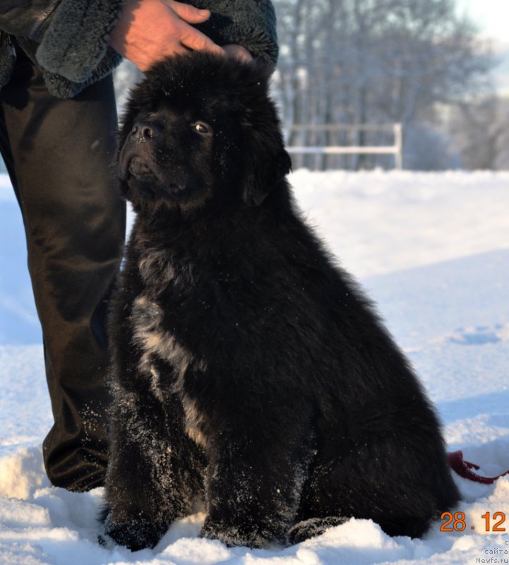 Фото: ньюфаундленд Ballada Zvezdnogo Dara s Berega Dona (Баллада Звездного Дара с Берега Дона)