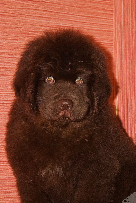 Фото: ньюфаундленд Naomi Tagoliri for Brouwnblood (Наоми Таголири фор Браунблад)