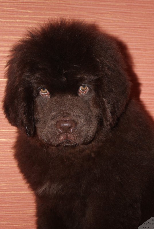 Фото: ньюфаундленд Naomi Tagoliri for Brouwnblood (Наоми Таголири фор Браунблад)