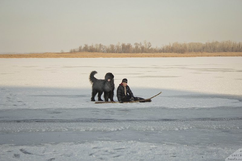 Фото: ньюфаундленд L'vinoe Serdce (Львиное Сердце), Иван