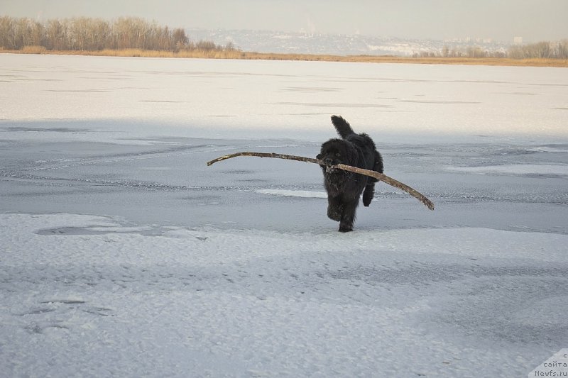 Фото: ньюфаундленд L'vinoe Serdce (Львиное Сердце)