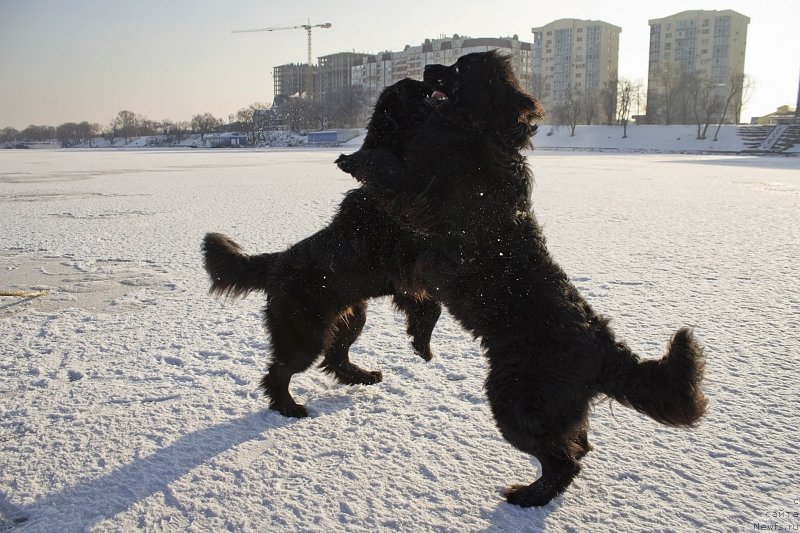 Фото: ньюфаундленд CHernyiy Balu Dobryinya (Черный Балу Добрыня), ньюфаундленд CHernyiy Balu Dyussel'dorf (Черный Балу Дюссельдорф)