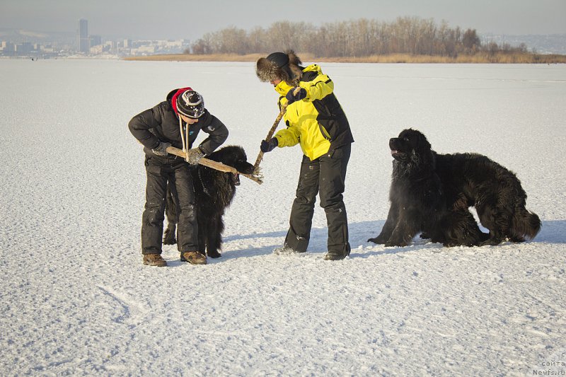 Фото: ньюфаундленд CHernyiy Balu Dobryinya (Черный Балу Добрыня), ньюфаундленд L'vinoe Serdce (Львиное Сердце), ньюфаундленд CHernyiy Balu Dyussel'dorf (Черный Балу Дюссельдорф)