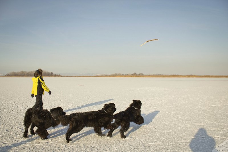 Фото: ньюфаундленд CHernyiy Balu Dobryinya (Черный Балу Добрыня), ньюфаундленд CHernyiy Balu Dyussel'dorf (Черный Балу Дюссельдорф), ньюфаундленд L'vinoe Serdce (Львиное Сердце)