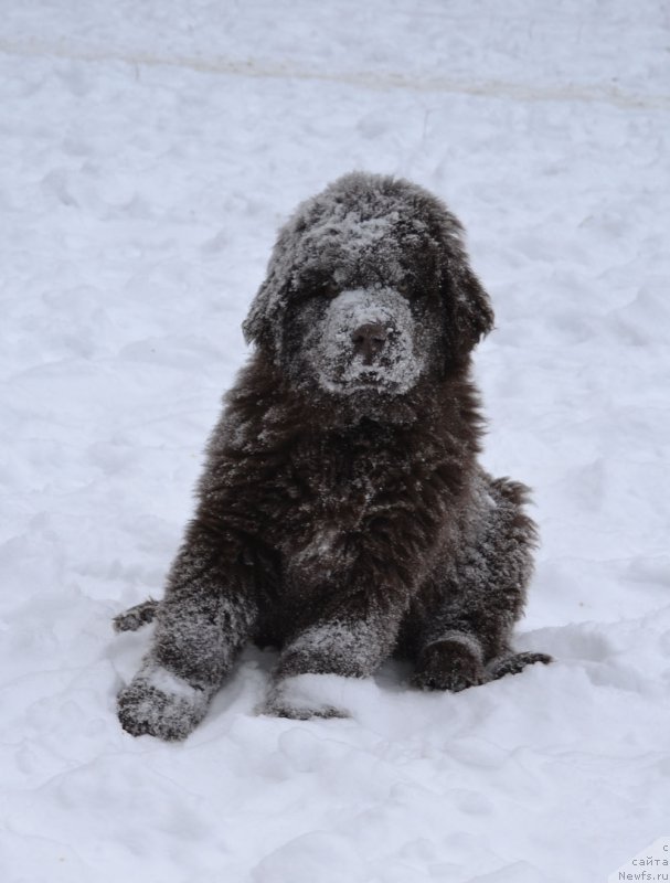 Фото: ньюфаундленд Nobl King May Lord Simba (Нобл Кинг Май Лорд Симба)