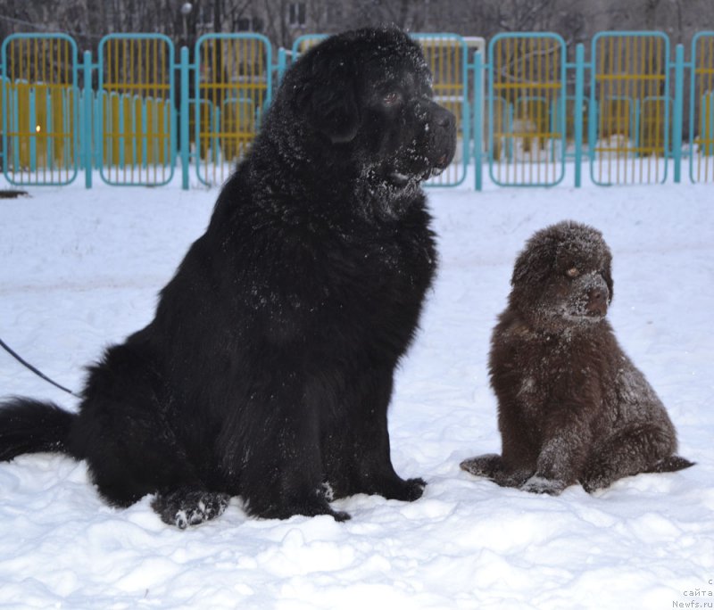 Фото: ньюфаундленд Nobl King May Lord Simba (Нобл Кинг Май Лорд Симба)