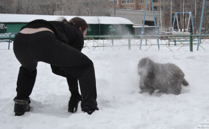 Фото: ньюфаундленд Nobl King May Lord Simba (Нобл Кинг Май Лорд Симба)
