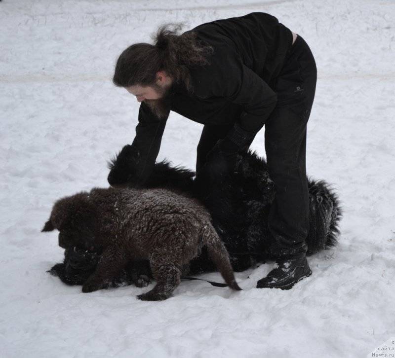 Фото: ньюфаундленд Nobl King May Lord Simba (Нобл Кинг Май Лорд Симба)