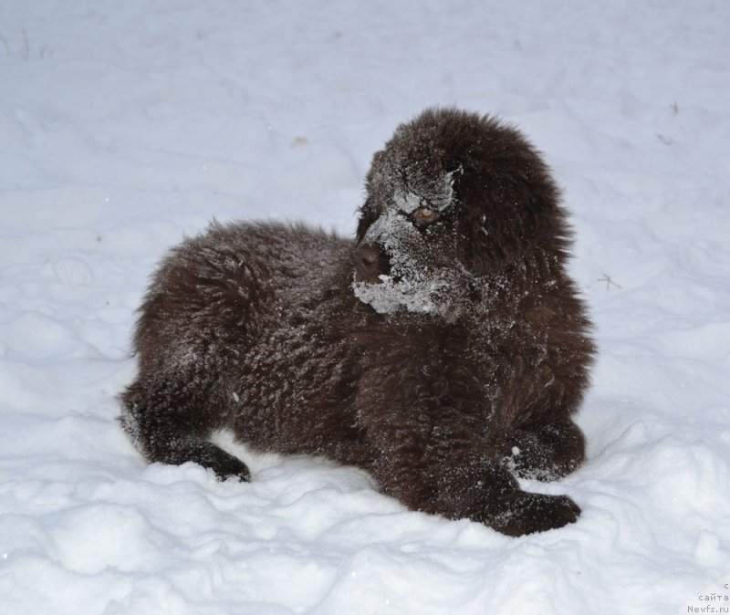 Фото: ньюфаундленд Nobl King May Lord Simba (Нобл Кинг Май Лорд Симба)