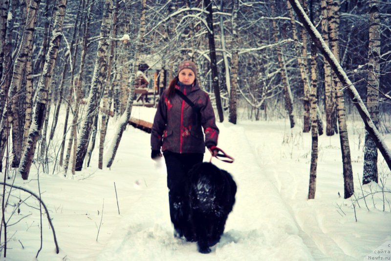 Фото: ньюфаундленд Chernyj Chank s Berega Dona (Черный Чанк с Берега Дона), Irina Skladnova (Ирина Складнова)