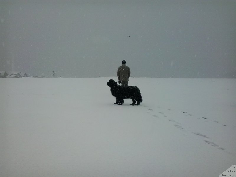 Фото: ньюфаундленд Super Premium Merlin Monro (Супер Премиум Мерлин Монро)