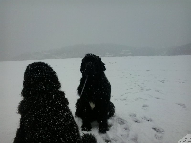 Фото: ньюфаундленд Nessi Blyek s  Lesnoy Zaimki (Несси Блэк с  Лесной Заимки), ньюфаундленд Super Premium Merlin Monro (Супер Премиум Мерлин Монро)