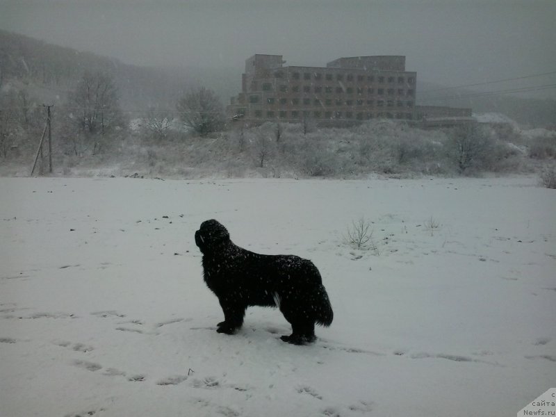 Фото: ньюфаундленд Super Premium Merlin Monro (Супер Премиум Мерлин Монро)