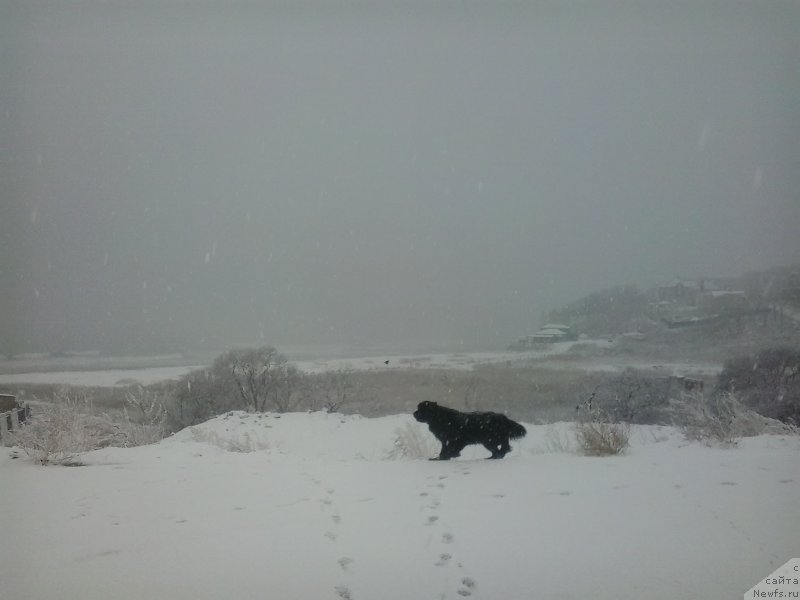 Фото: ньюфаундленд Super Premium Merlin Monro (Супер Премиум Мерлин Монро)