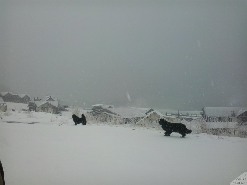 Фото: ньюфаундленд Nessi Blyek s  Lesnoy Zaimki (Несси Блэк с  Лесной Заимки), ньюфаундленд Super Premium Merlin Monro (Супер Премиум Мерлин Монро)