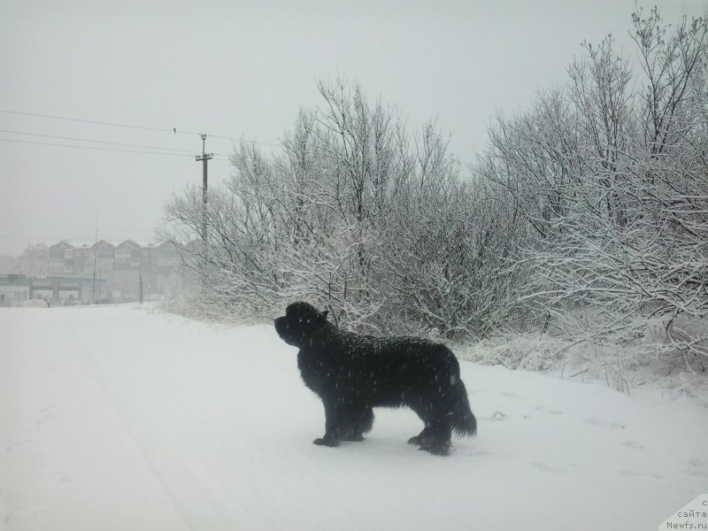 Фото: ньюфаундленд Super Premium Merlin Monro (Супер Премиум Мерлин Монро)