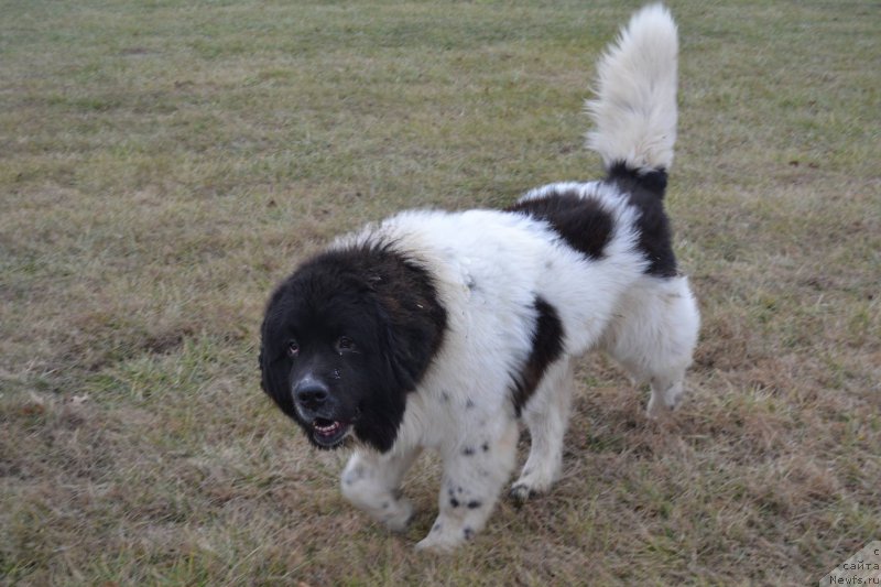 Фотография № 171300