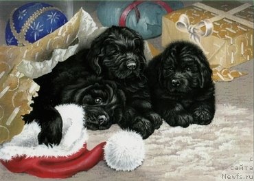 Фотография № 171307