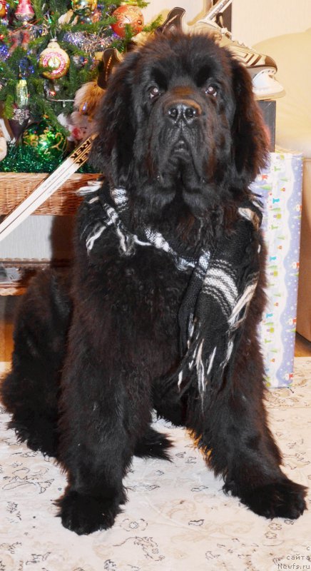 Фото: ньюфаундленд Chernaya Mafia Shot in the Dark (Черная Мафия Шот ин тхе Дарк)