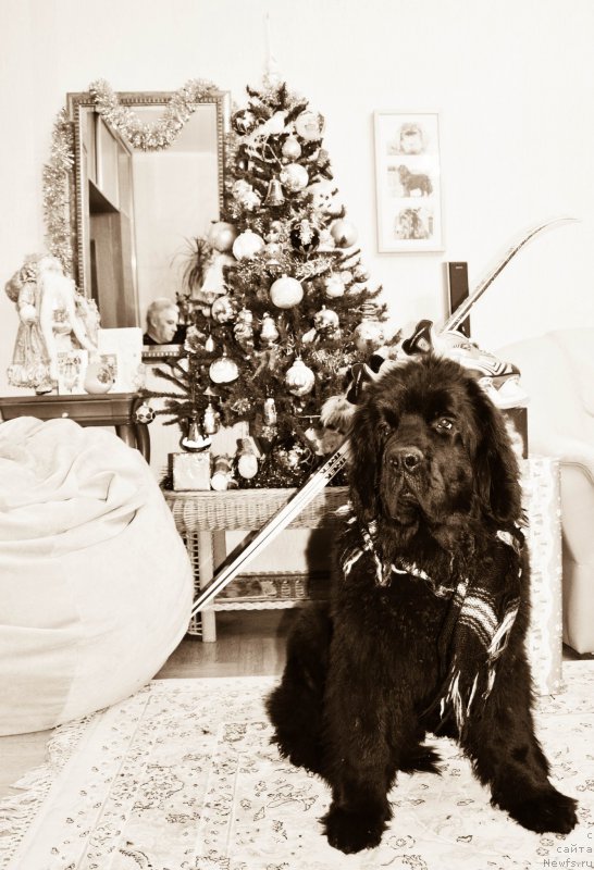 Фото: ньюфаундленд Chernaya Mafia Shot in the Dark (Черная Мафия Шот ин тхе Дарк)