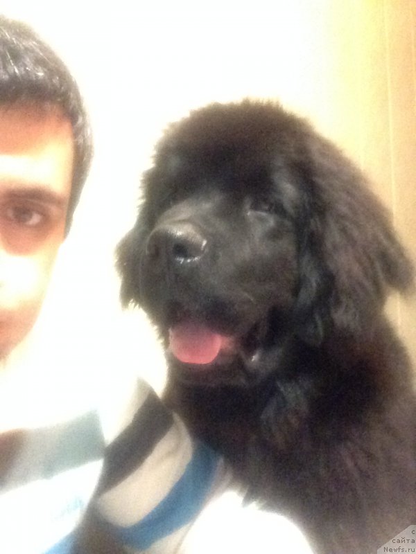 Фото: ньюфаундленд Brownblood MSK Helfi Best Armani (Браунблад МСК Хелфи Бэст Армани), Vladimir Hachatryan (Владимир Хачатрян)