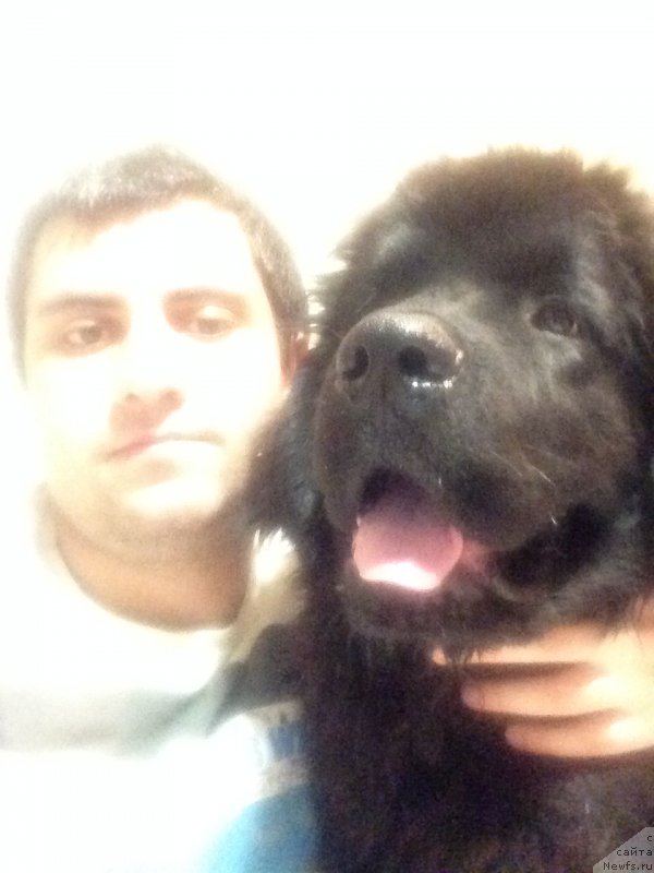 Фото: ньюфаундленд Brownblood MSK Helfi Best Armani (Браунблад МСК Хелфи Бэст Армани), Vladimir Hachatryan (Владимир Хачатрян)