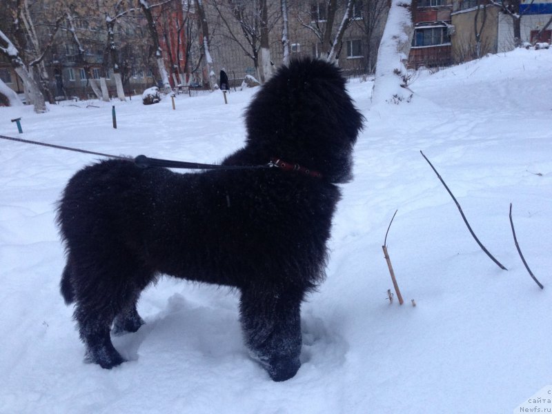 Фото: ньюфаундленд Brownblood MSK Helfi Best Armani (Браунблад МСК Хелфи Бэст Армани)