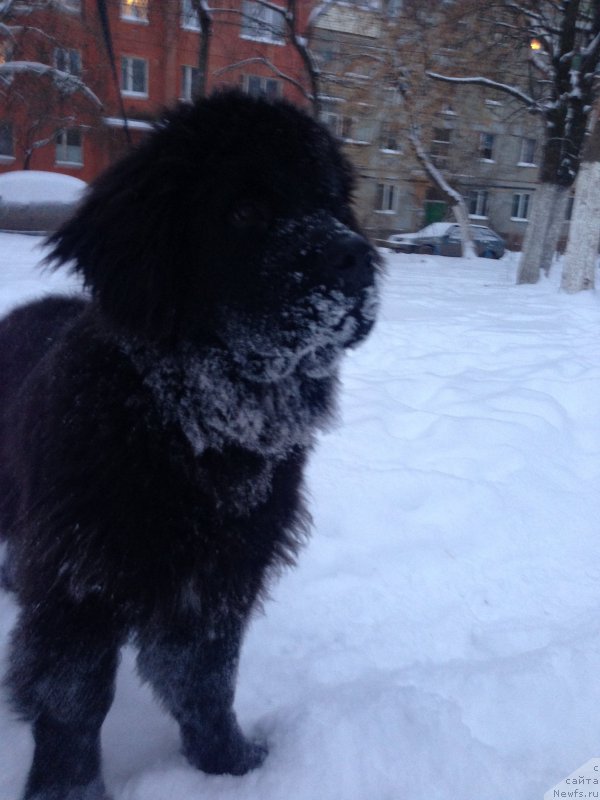 Фото: ньюфаундленд Brownblood MSK Helfi Best Armani (Браунблад МСК Хелфи Бэст Армани)