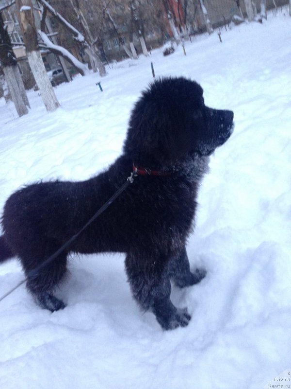 Фото: ньюфаундленд Brownblood MSK Helfi Best Armani (Браунблад МСК Хелфи Бэст Армани)