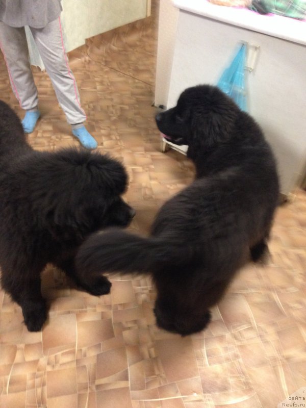 Фото: ньюфаундленд Brownblood MSK Helfi Best Armani (Браунблад МСК Хелфи Бэст Армани)