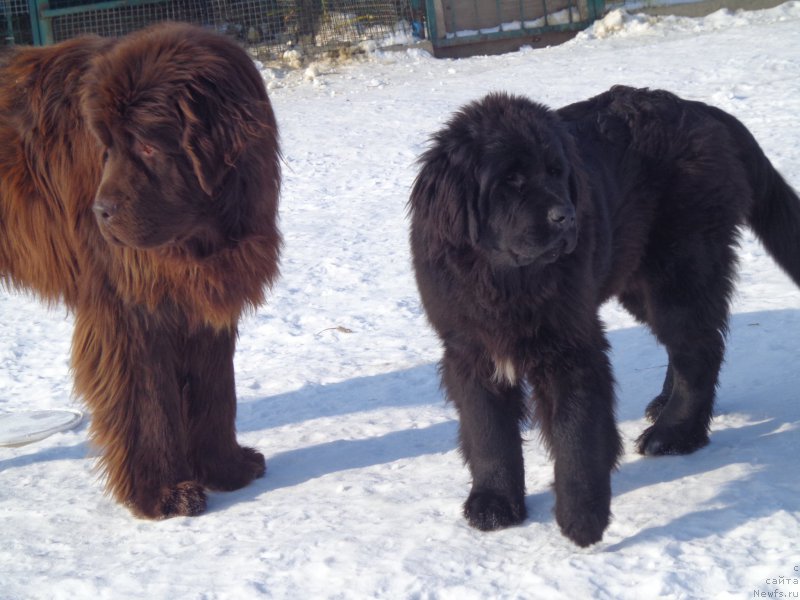 Фото: ньюфаундленд N'yufort YU'Severino (Ньюфорт Ю'Северино), ньюфаундленд Viktorius Smayl (Викториус Смайл)