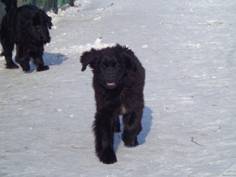 Фото: ньюфаундленд Viktorius Smayl (Викториус Смайл)