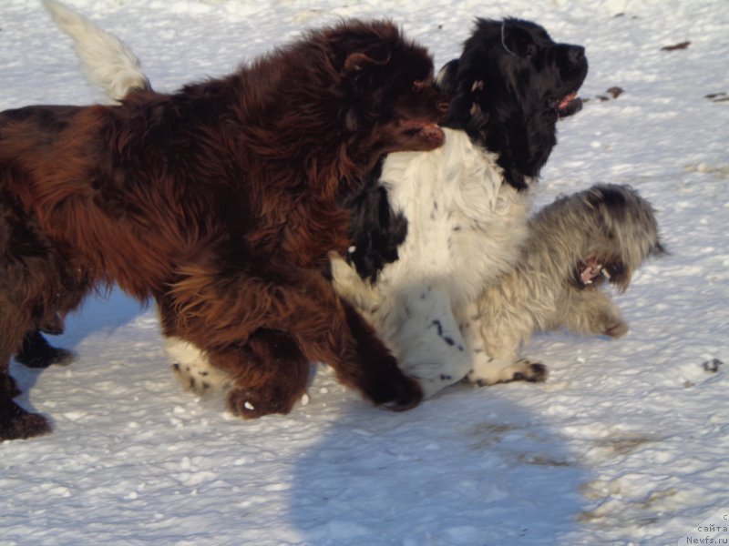 Фото: ньюфаундленд Super Premium Litoniel Vallaninor (Супер Премиум Литониэль Валланинор), [d13238]<и Торти