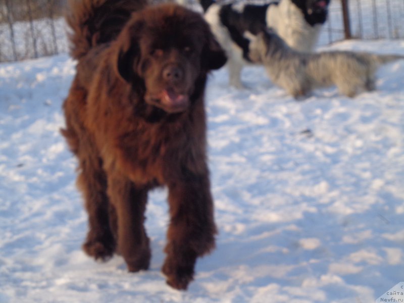 Фото: ньюфаундленд N'yufort YU'Severino (Ньюфорт Ю'Северино)