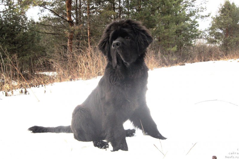 Фото: ньюфаундленд Chernaya Mafia Short and Sweet (Черная Мафия Шорт анд Свеет)