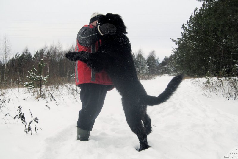 Фото: ньюфаундленд Chernaya Mafia Short and Sweet (Черная Мафия Шорт анд Свеет)