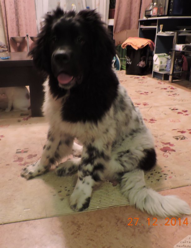 Фото: ньюфаундленд Skazochnaya Kroha SHampan' (Сказочная Кроха Шампань)