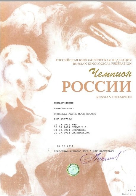 Фото: ньюфаундленд Chernaya Mafia Much Sought (Черная Мафия Муч Соугхт)