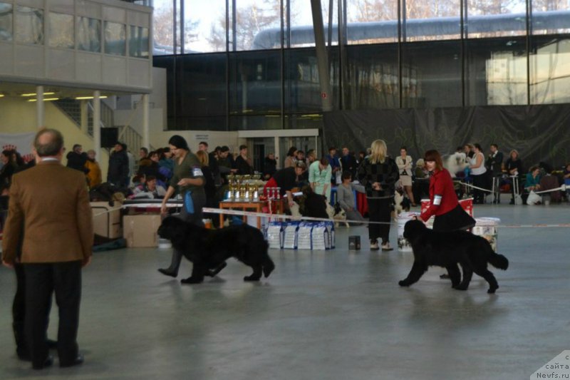 Фото: ньюфаундленд Lepestok Lilii (Лепесток Лилии), ньюфаундленд Black Clouds P-I Want Stay With You