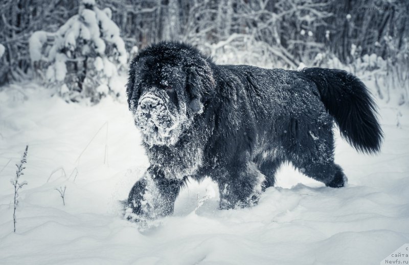 Фото: ньюфаундленд Smigar Liverpulsiy Chetvertak (Смигар Ливерпульский Четвертак)