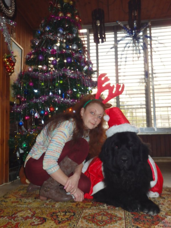 Фото: ньюфаундленд Pitern'yuf CHao-Kakao (Питерньюф Чао-Какао), Lina Troyanskaya (Лина Троянская)