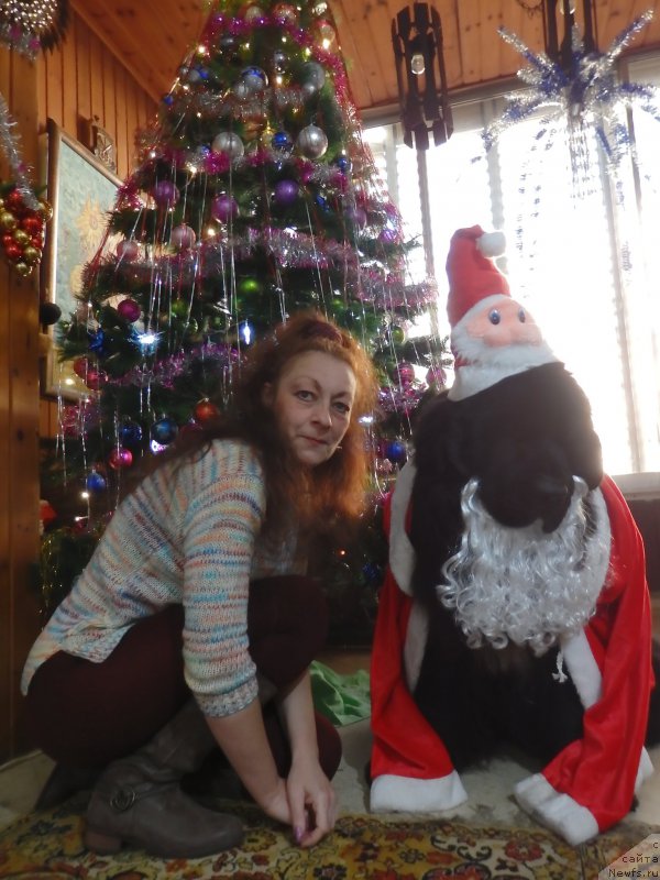 Фото: ньюфаундленд Pitern'yuf CHao-Kakao (Питерньюф Чао-Какао), Lina Troyanskaya (Лина Троянская)