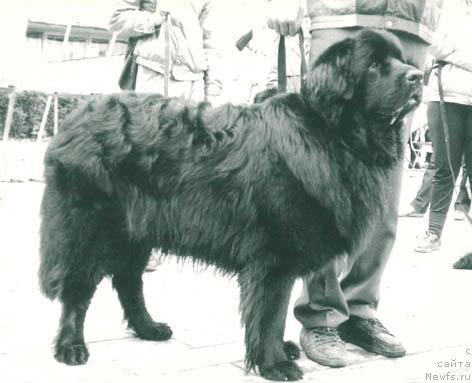 Фото: ньюфаундленд Djon Teylant (Джон Тейлант)