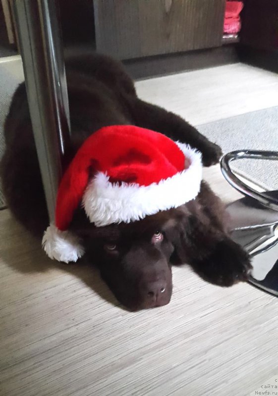 Фото: ньюфаундленд Brownblood MSK Hayes Hago (Браунблад МСК Хаиес Хаго)