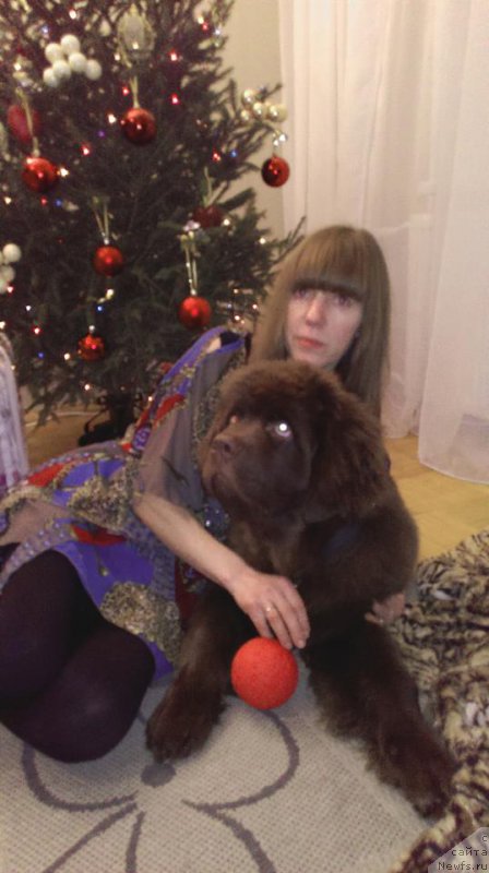 Фото: ньюфаундленд Brownblood MSK Hayes Hago (Браунблад МСК Хаиес Хаго)