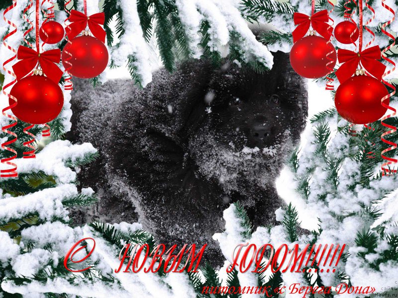 Фотография № 171445