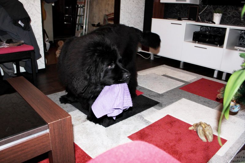 Фото: ньюфаундленд Chernaya Mafia Shake and Play (Черная Мафия Шаке анд Плау)