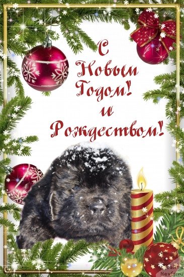 Фотография № 171458