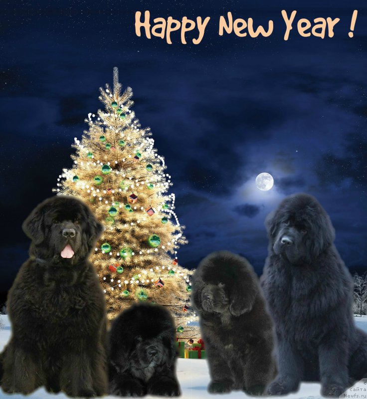 Фото: ньюфаундленд Skippers Only You for Smigar, ньюфаундленд Smigar Trendy look (Смигар Тренди Лук), ньюфаундленд Smigar Time Line (Смигар Тайм Лайн), ньюфаундленд Smigar Galaxsy Shall Win (Смигар Галакси Шелл Вин)