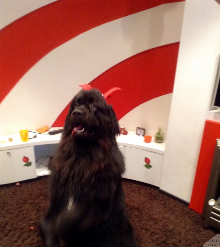 Фото: ньюфаундленд Van Len Taym Older (Ван Лен Тайм Олдер)